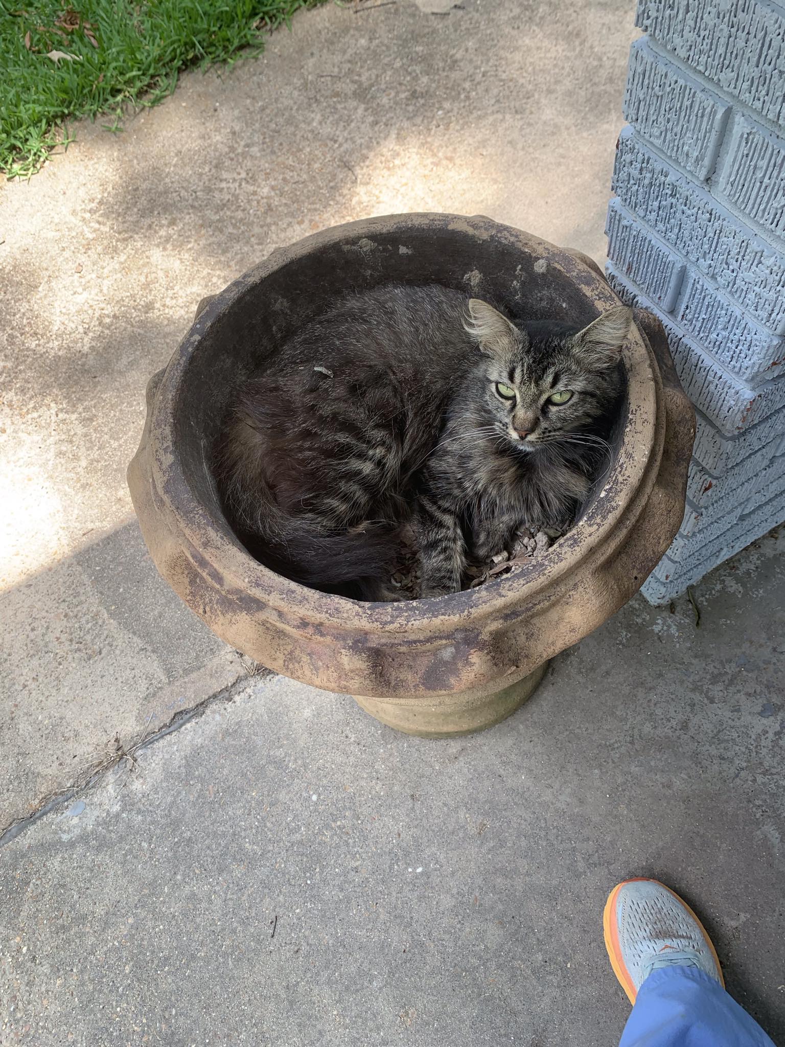 Sassafras, Adopted, Adult Female Maine Coon.