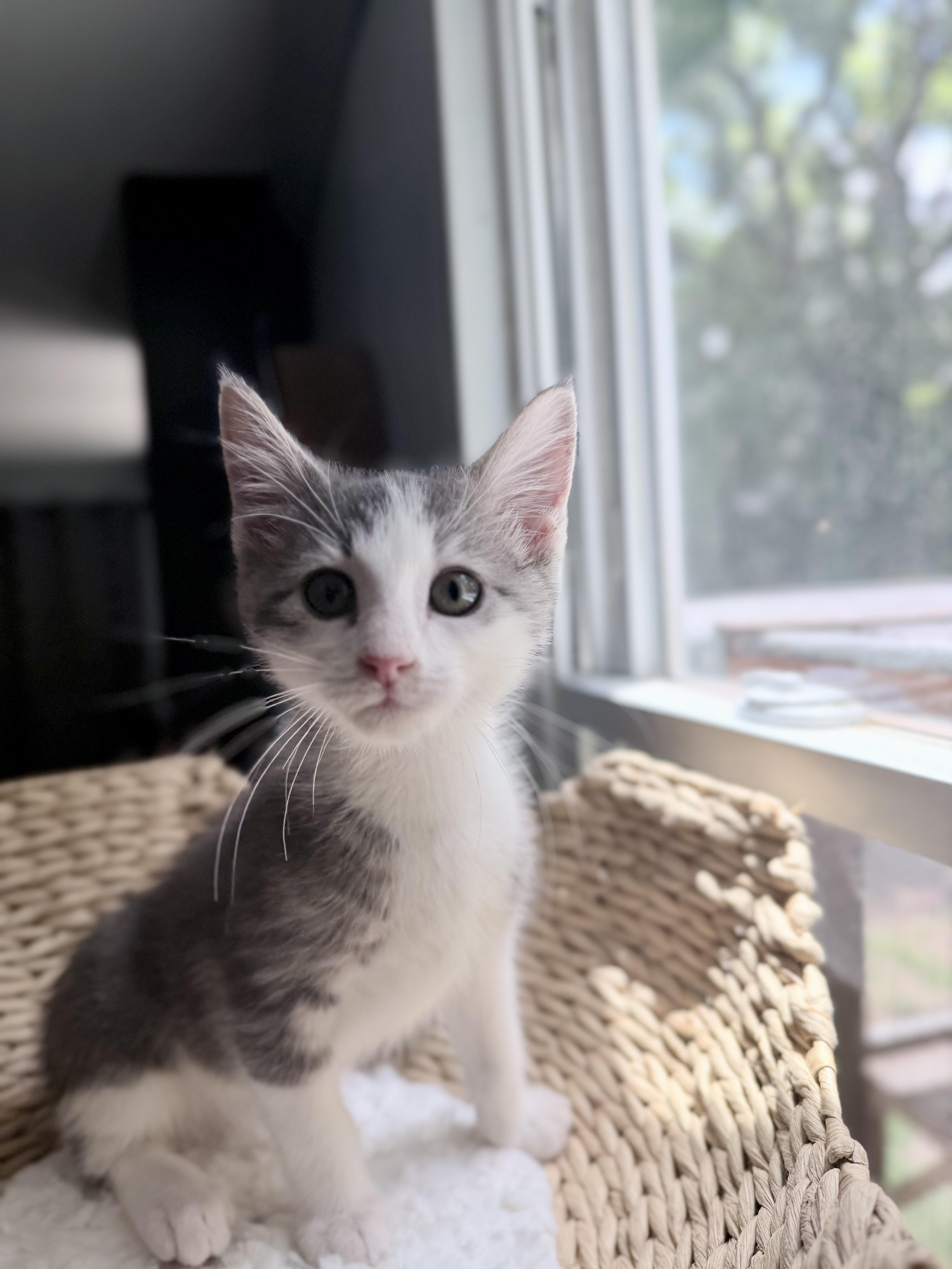 Enlarge Sir Hopsalot, a ADOPTABLE Domestic Short Hair in Sedalia, MO image 4/4