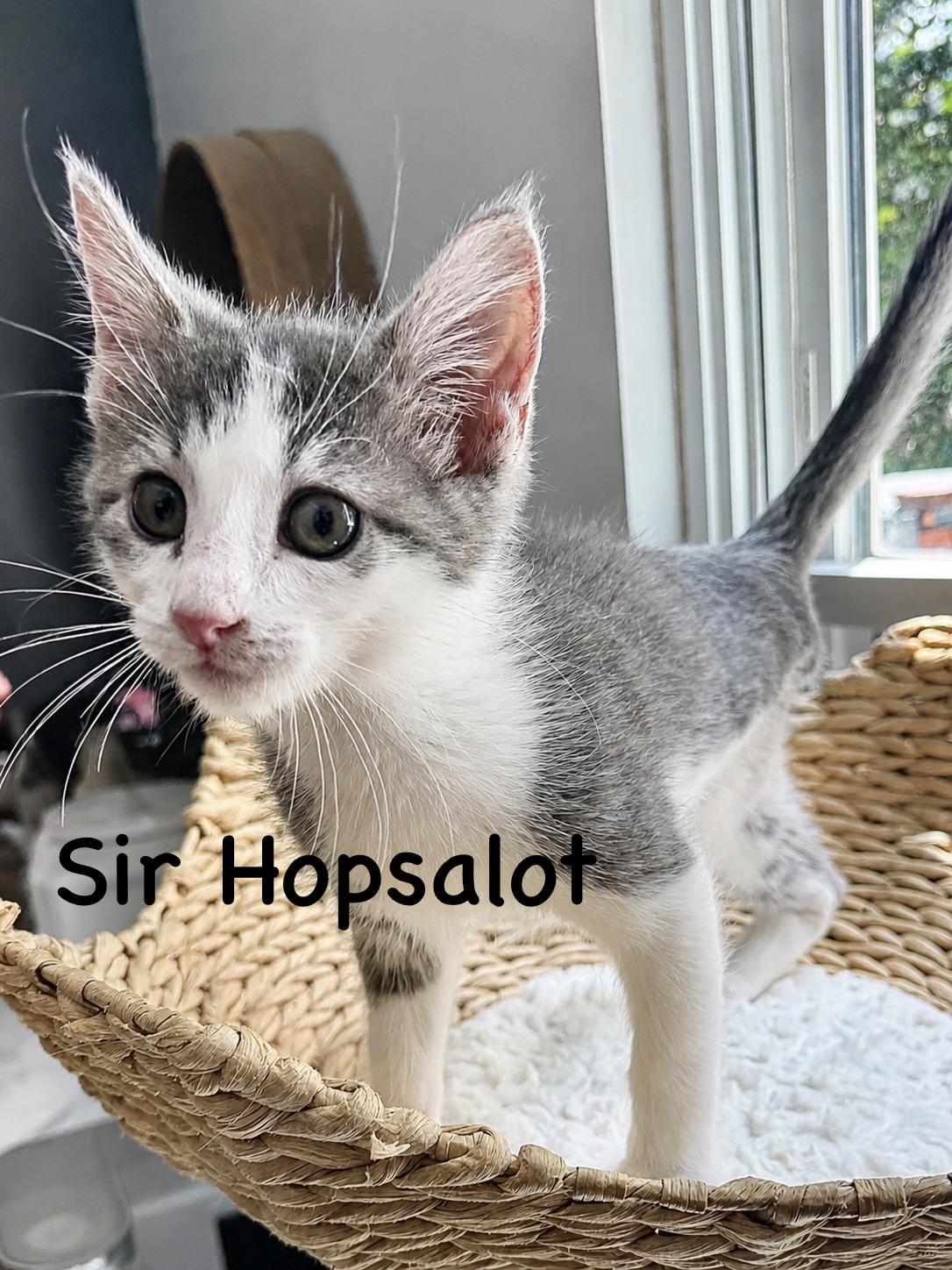 Sir Hopsalot, ADOPTABLE, Kitten Male Domestic Short Hair.