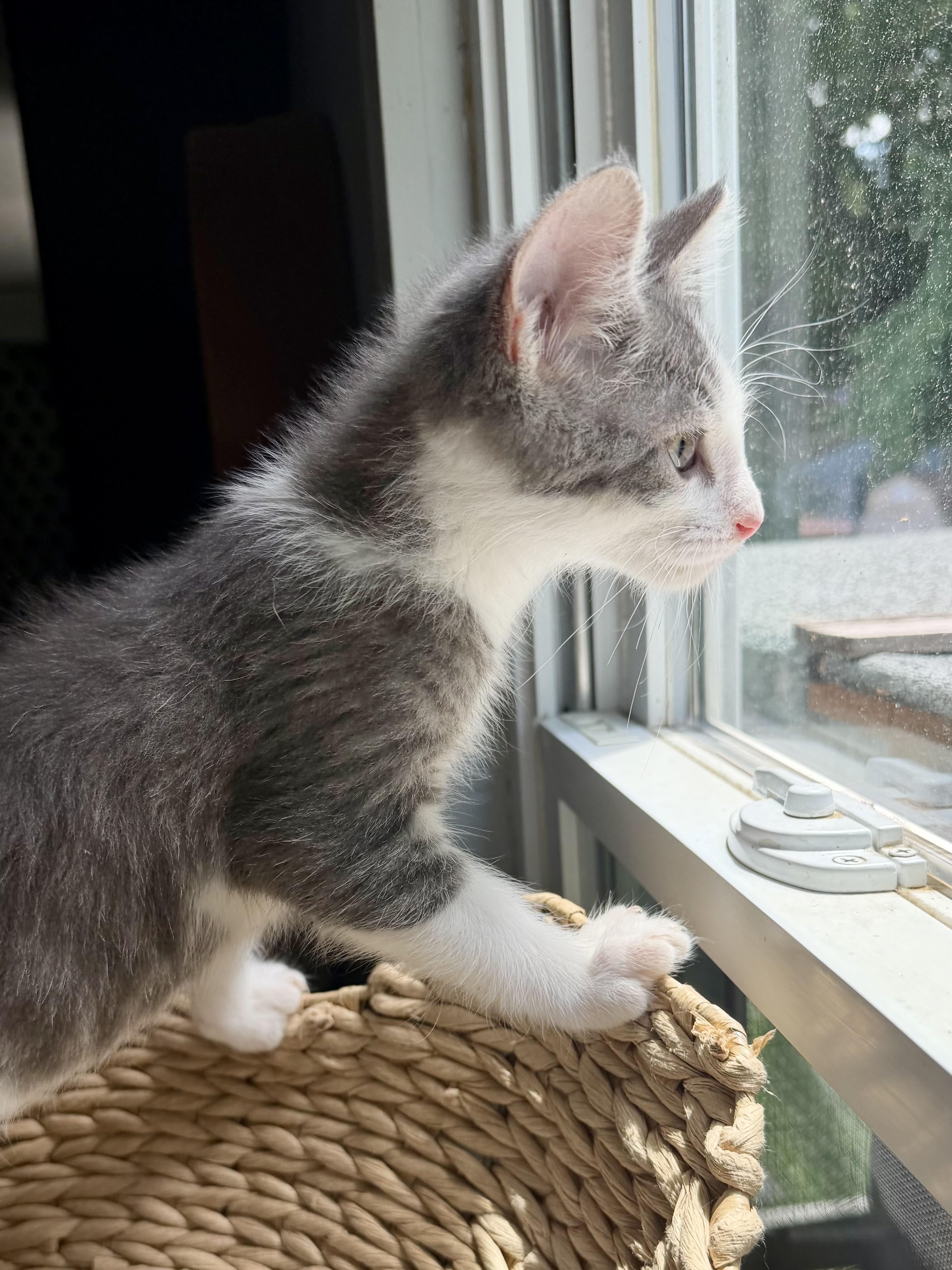 Enlarge Sir Hopsalot, a ADOPTABLE Domestic Short Hair in Sedalia, MO image 3/4