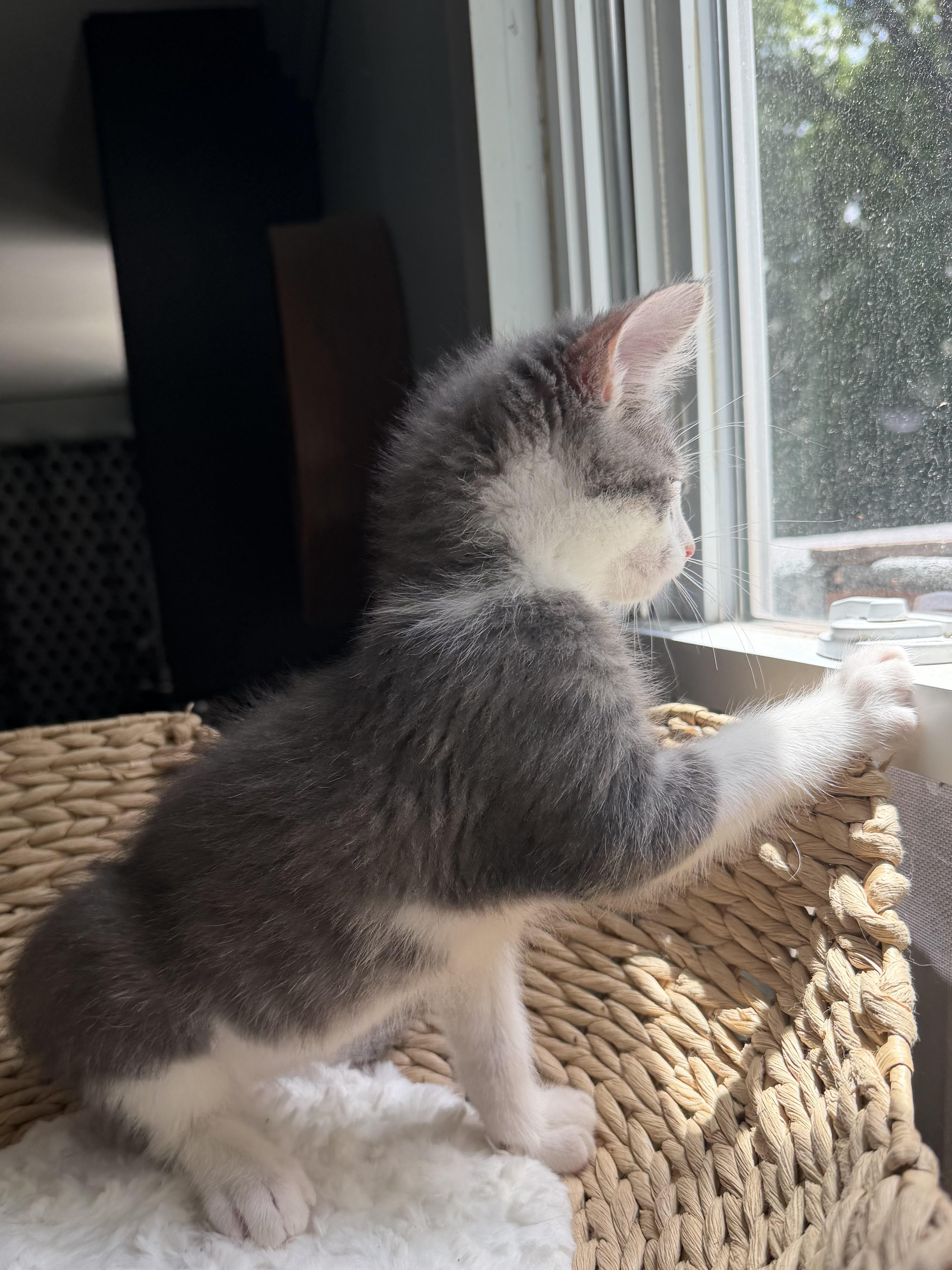 Enlarge Sir Hopsalot, a ADOPTABLE Domestic Short Hair in Sedalia, MO image 2/4
