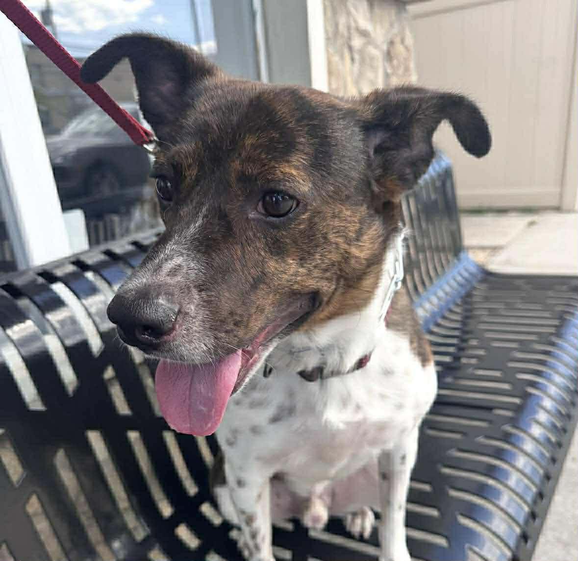 Coquito (Foster or Adopter Needed!), Adoptable, Young Male Terrier & Pointer.