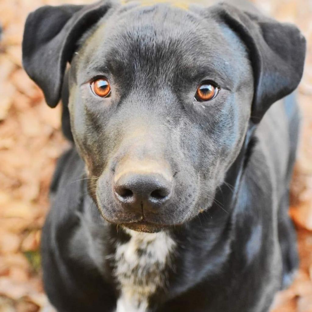 Enlarge Ash, a Adoptable mixed breed in Hackett, AR image 1/6