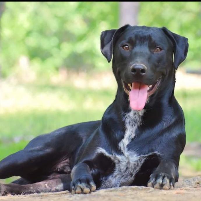 Ash, Adoptable, Adult Male Labrador Retriever & Mixed Breed.
