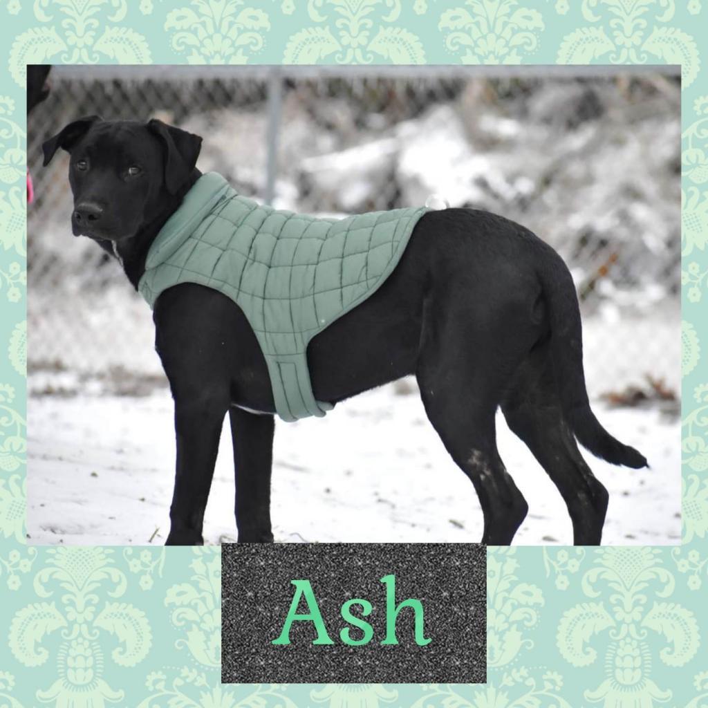 Enlarge Ash, a Adoptable mixed breed in Hackett, AR image 3/6
