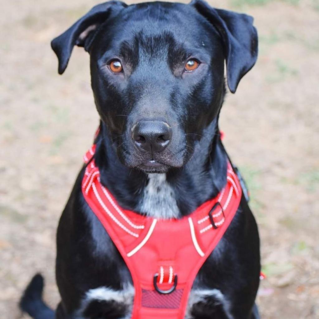 Enlarge Ash, a Adoptable mixed breed in Hackett, AR image 5/6