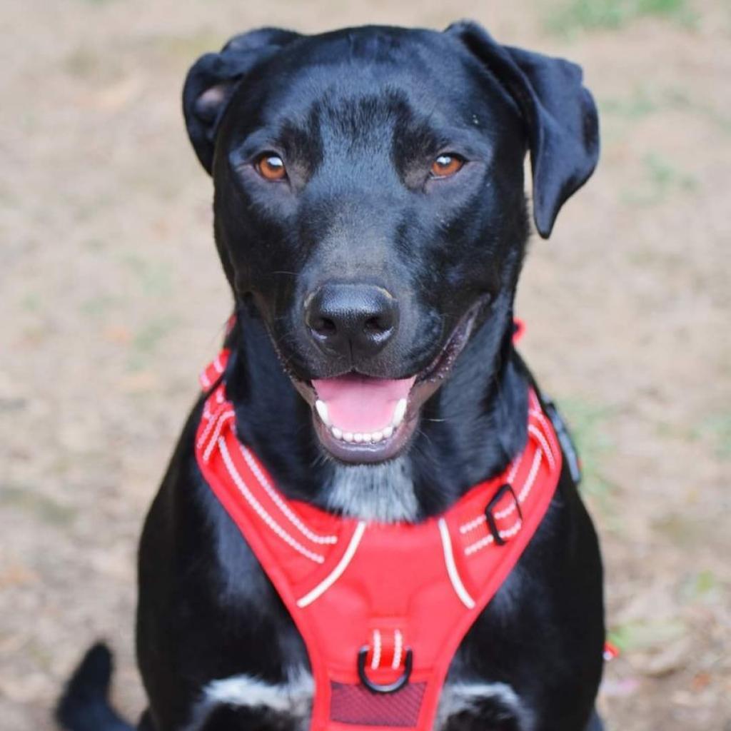 Enlarge Ash, a Adoptable mixed breed in Hackett, AR image 5/6