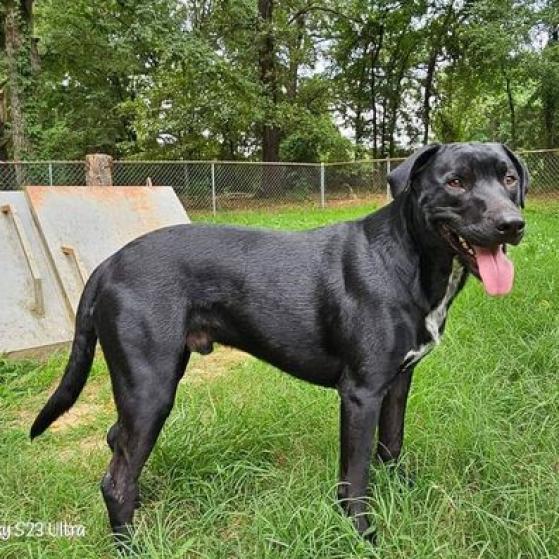 Enlarge Ash, a Adoptable mixed breed in Hackett, AR image 6/6