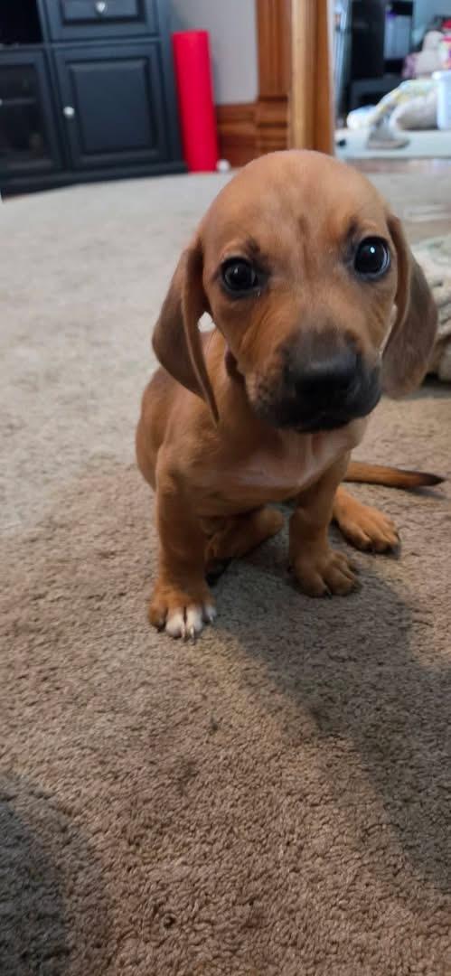 Enlarge Arie, a Adoptable mixed breed in Byron, IL image 1/2