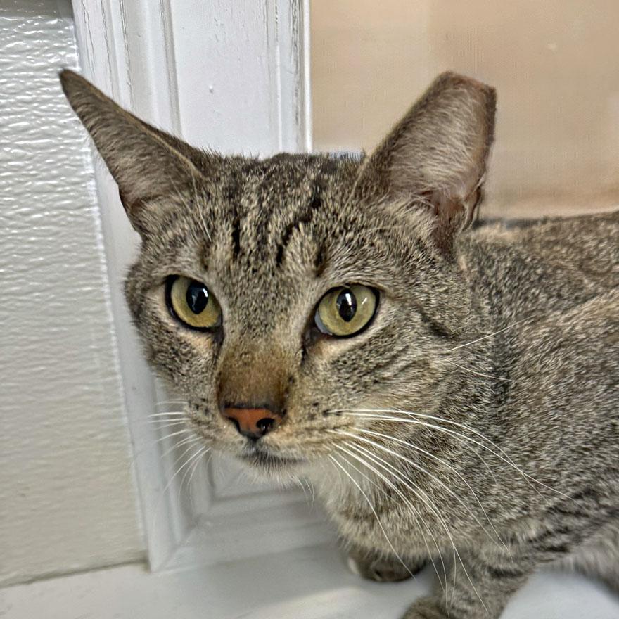 Chulo, adoptable, Young Male Domestic Short Hair.