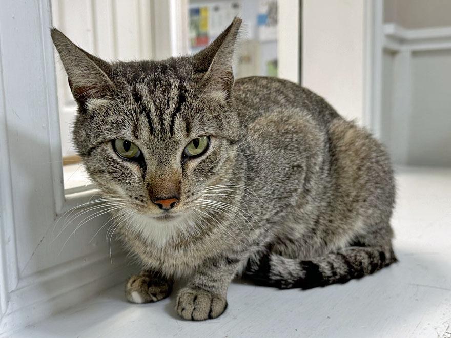 Enlarge Chulo, an adoptable Domestic Short Hair in E Falmouth, MA image 2/4
