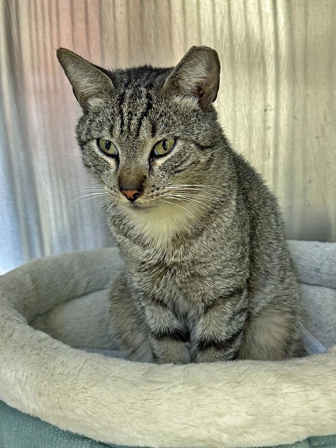 Enlarge Chulo, an adoptable Domestic Short Hair in E Falmouth, MA image 4/4