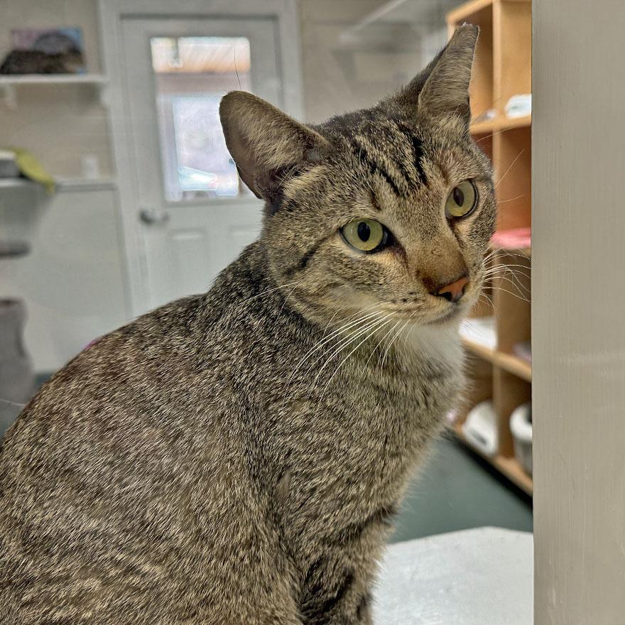 Enlarge Chulo, an adoptable Domestic Short Hair in E Falmouth, MA image 3/4