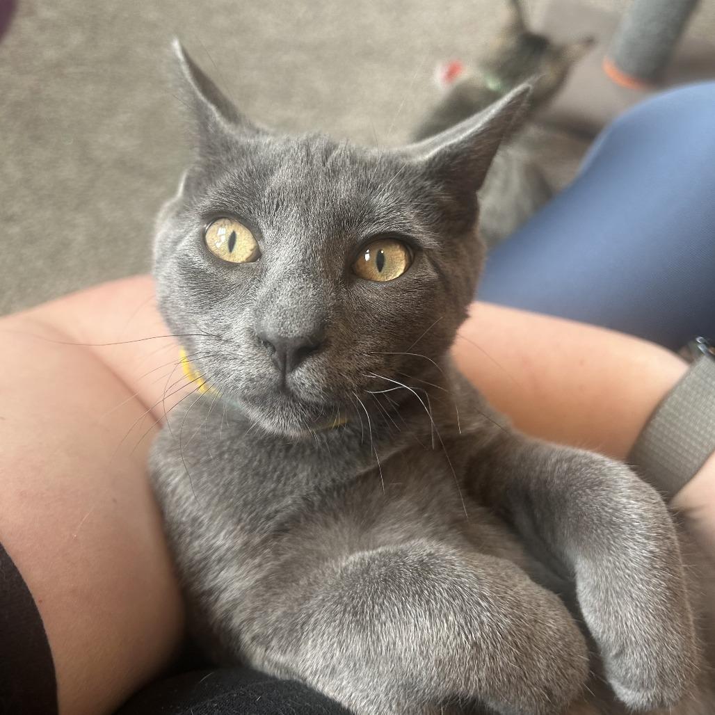 Alphabet Soup, Adoptable, Young Male Domestic Short Hair.