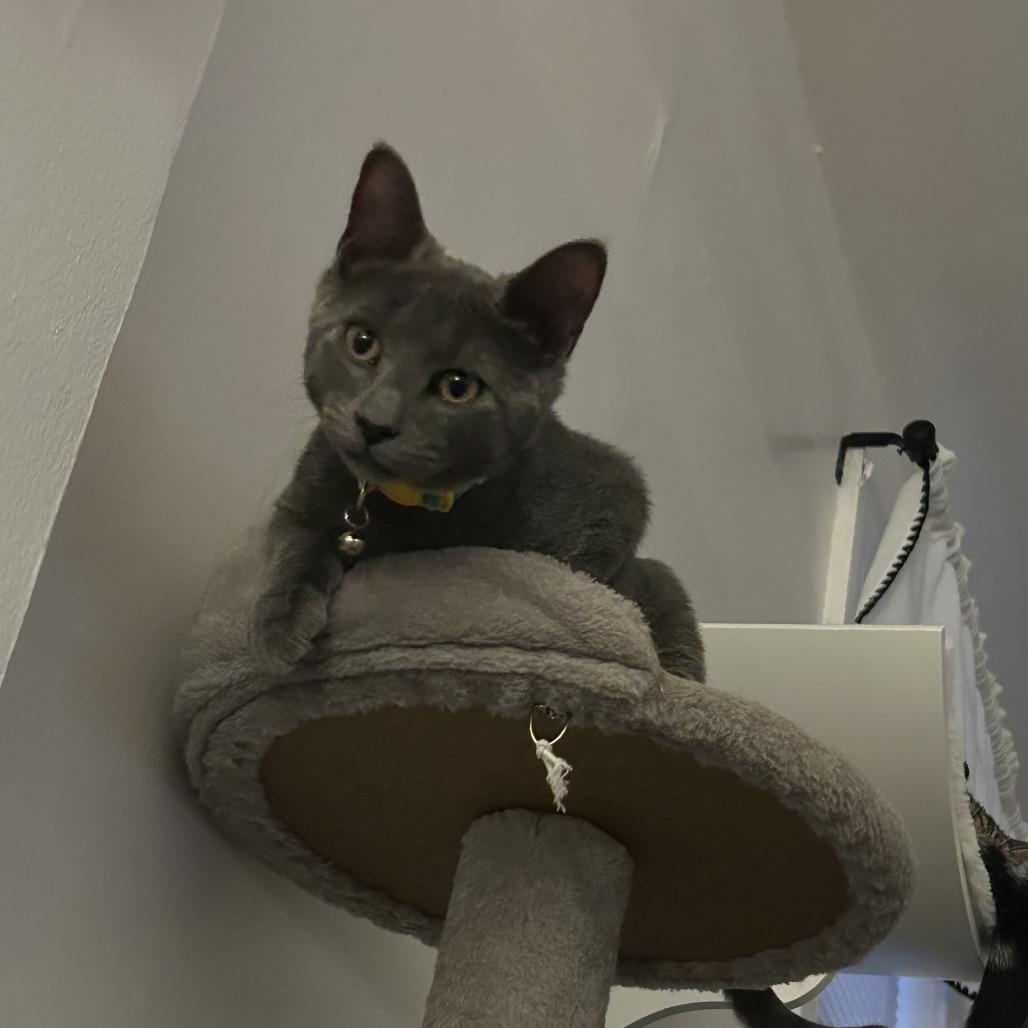 Enlarge Alphabet Soup, a Adoptable Domestic Short Hair in York, PA image 2/6