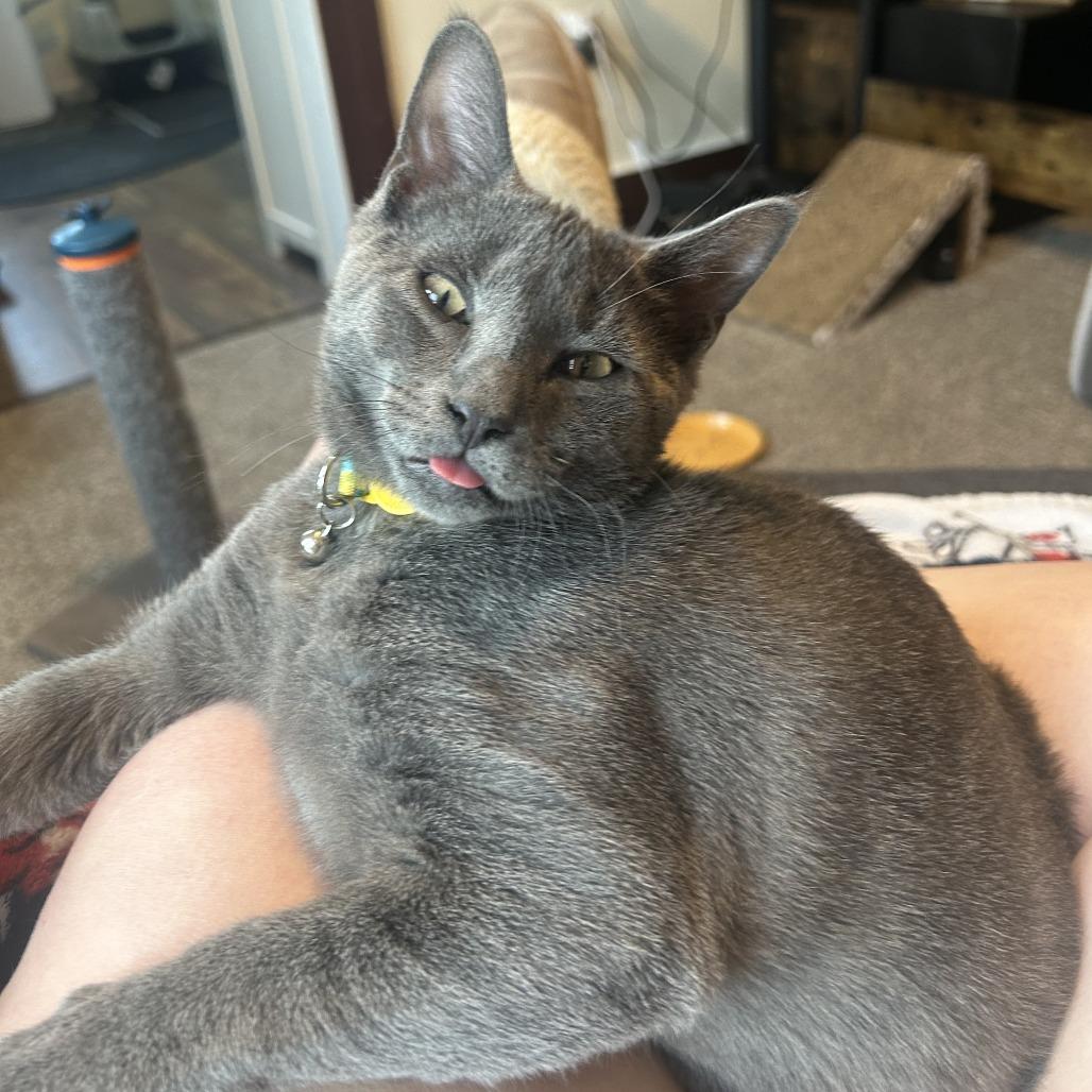 Enlarge Alphabet Soup, a Adoptable Domestic Short Hair in York, PA image 3/6