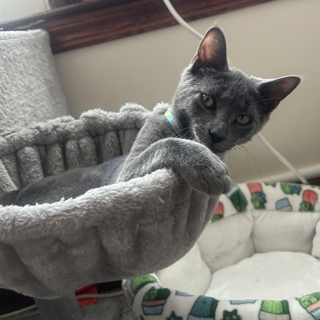 Enlarge Alphabet Soup, a Adoptable Domestic Short Hair in York, PA image 4/6