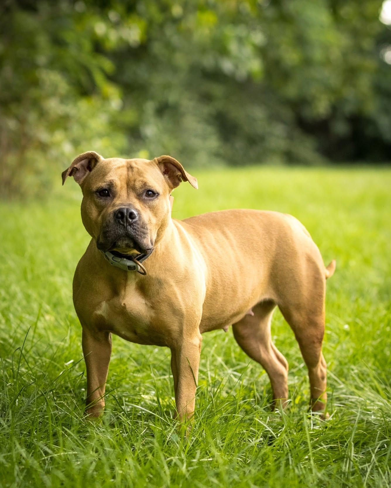 BOO (0125), ADOPTABLE, Young Female American Staffordshire Terrier.