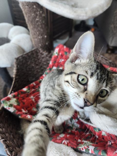 Horseradish, Adoptable, Kitten Male Domestic Short Hair.