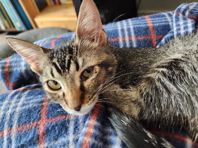 Horseradish, a Adoptable mixed breed in New Braunfels, TX image 2/3