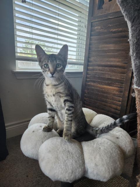 Horseradish, a Adoptable mixed breed in New Braunfels, TX image 3/3