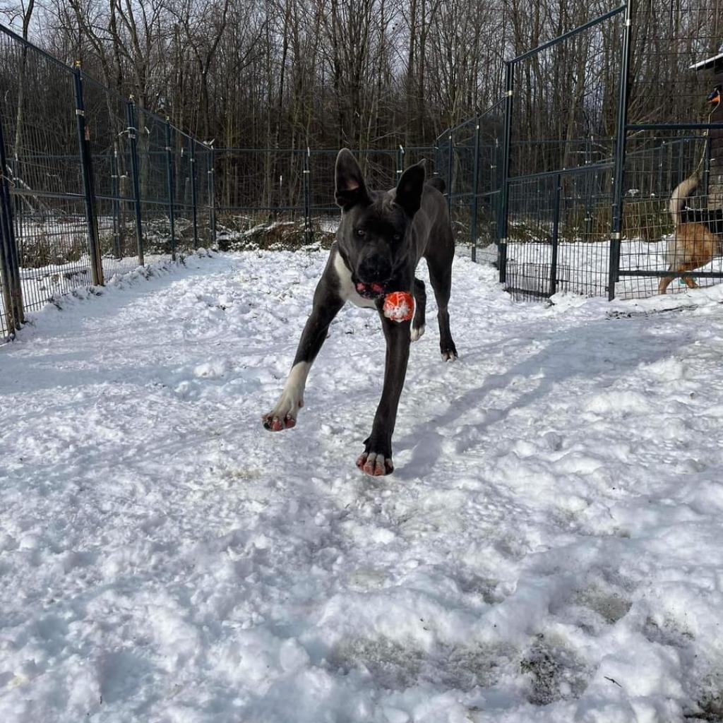 Big Luna, a Adoptable Cane Corso in Union City, PA image 1/6