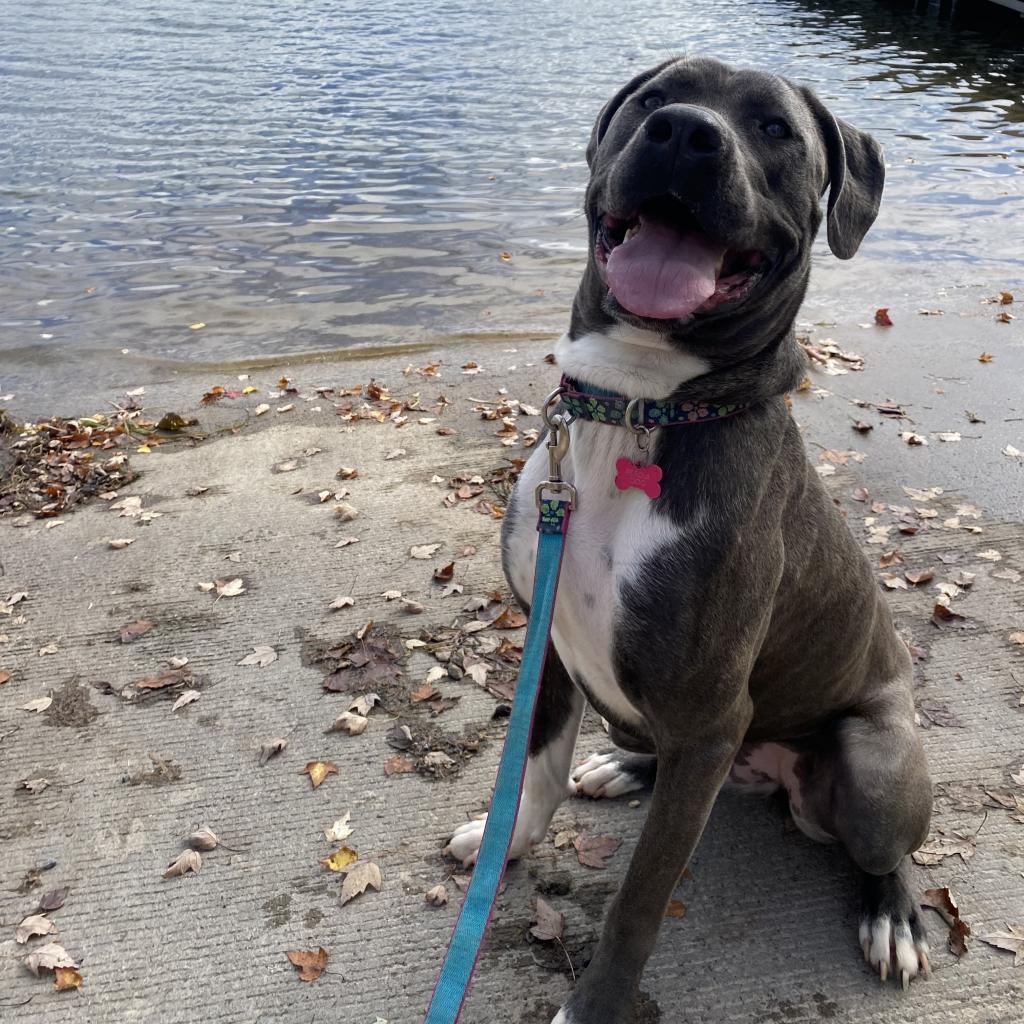 Big Luna, a Adoptable Cane Corso in Union City, PA image 2/6