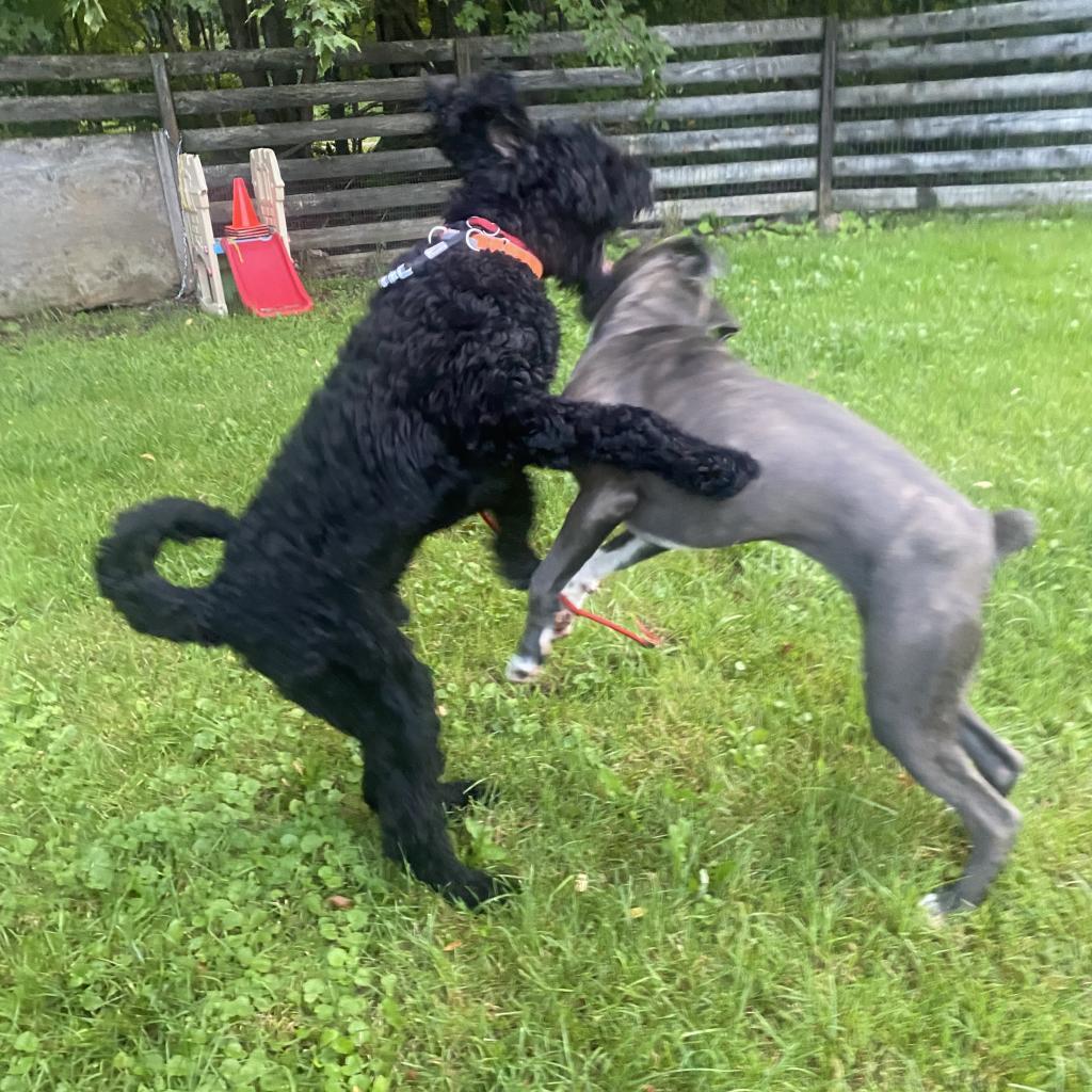 Big Luna, a Adoptable Cane Corso in Union City, PA image 3/6
