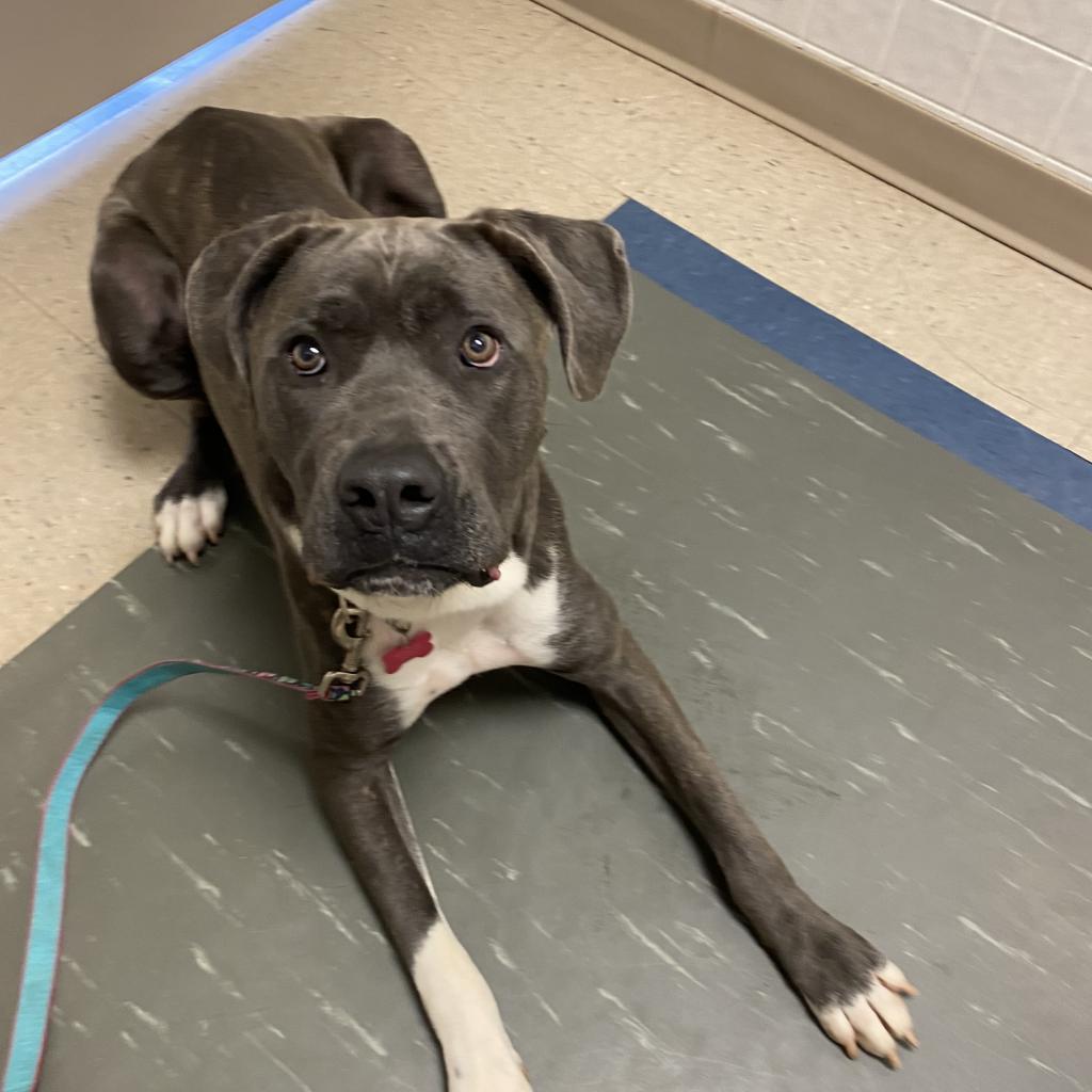 Big Luna, a Adoptable Cane Corso in Union City, PA image 4/6