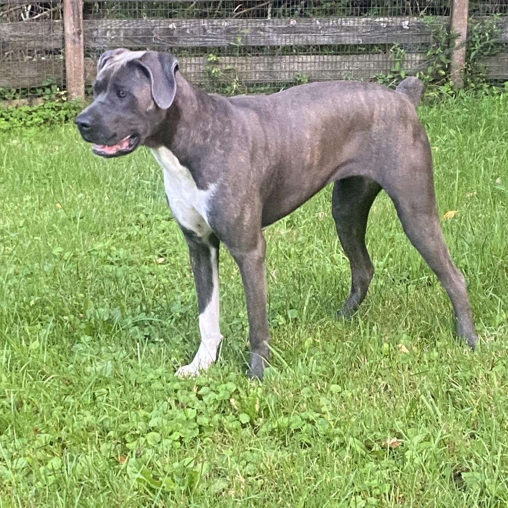 Big Luna, a Adoptable Cane Corso in Union City, PA image 5/6