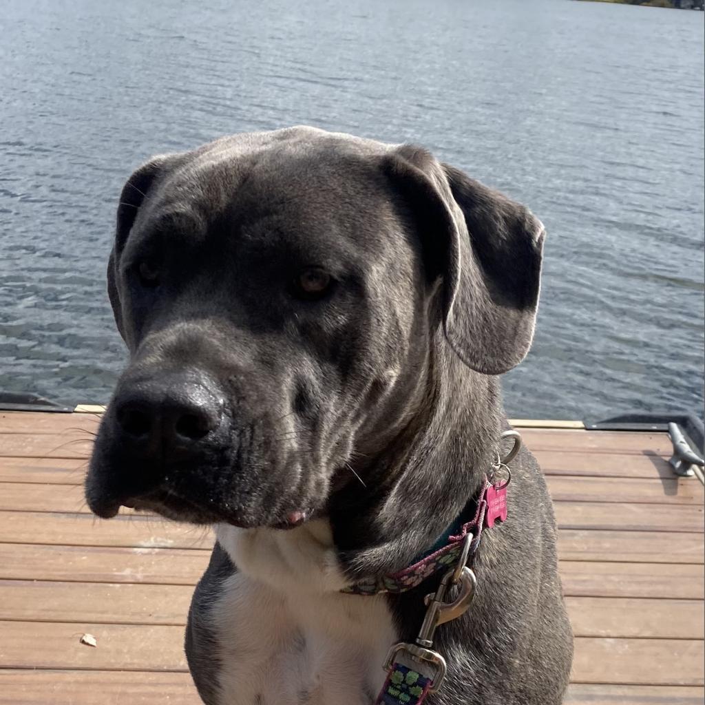 Big Luna, a Adoptable Cane Corso in Union City, PA image 6/6