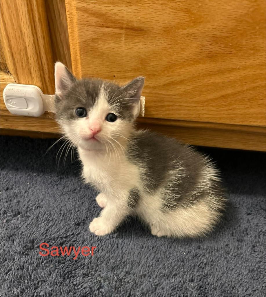 Enlarge Sawyer, a Adoptable mixed breed in Owatonna, MN image 1/3