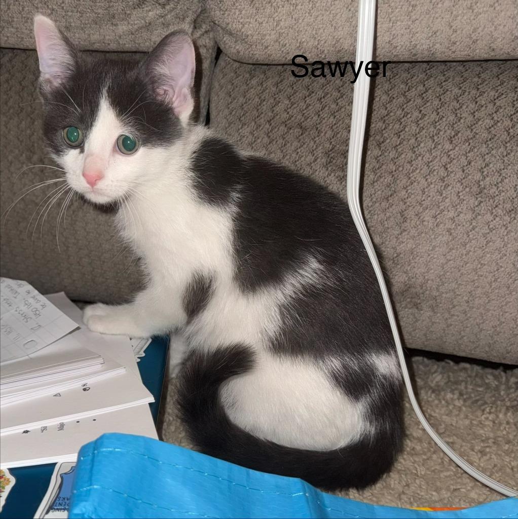 Enlarge Sawyer, a Adoptable mixed breed in Owatonna, MN image 3/3