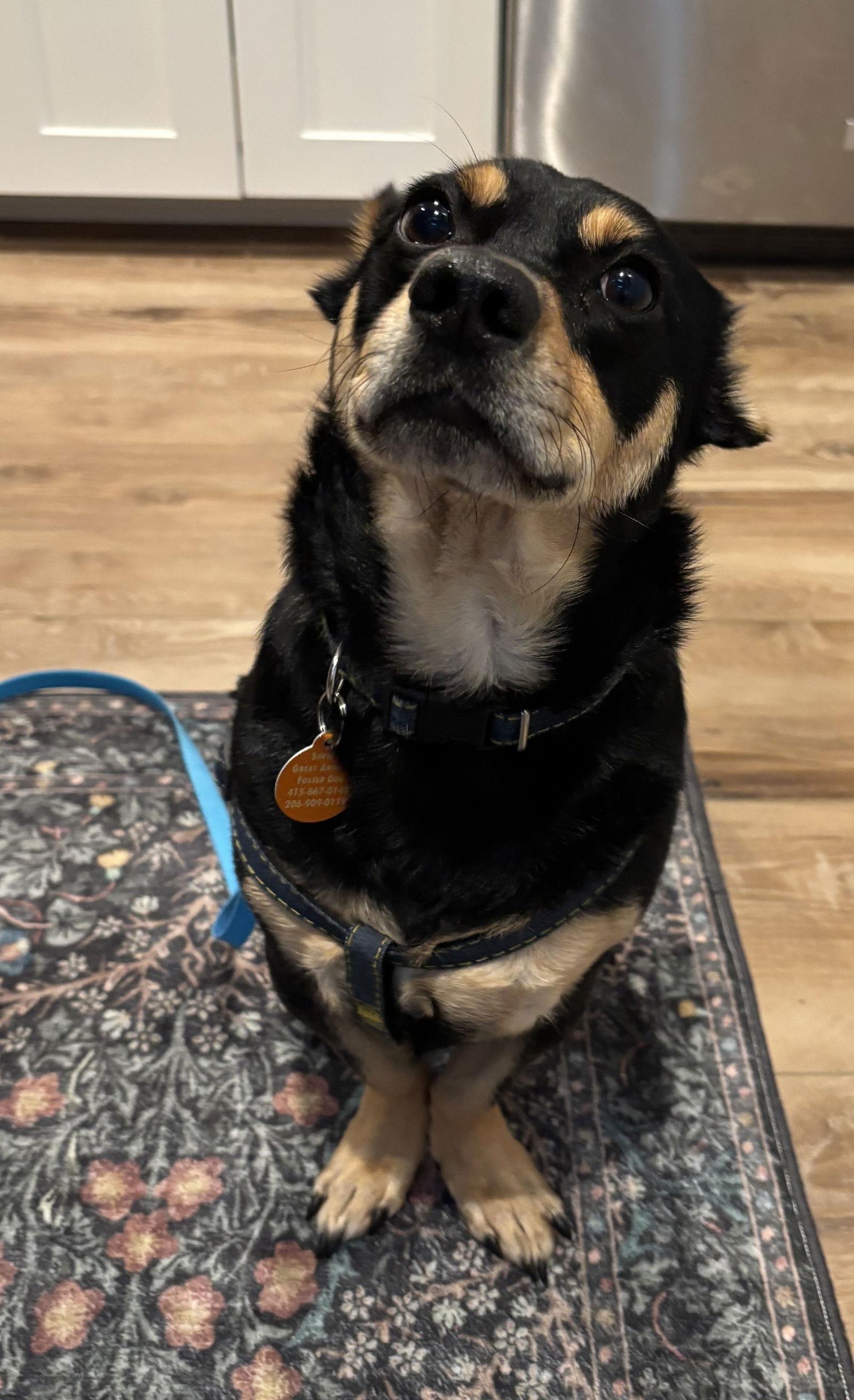 Benny, Adoptable, Adult Male Terrier.