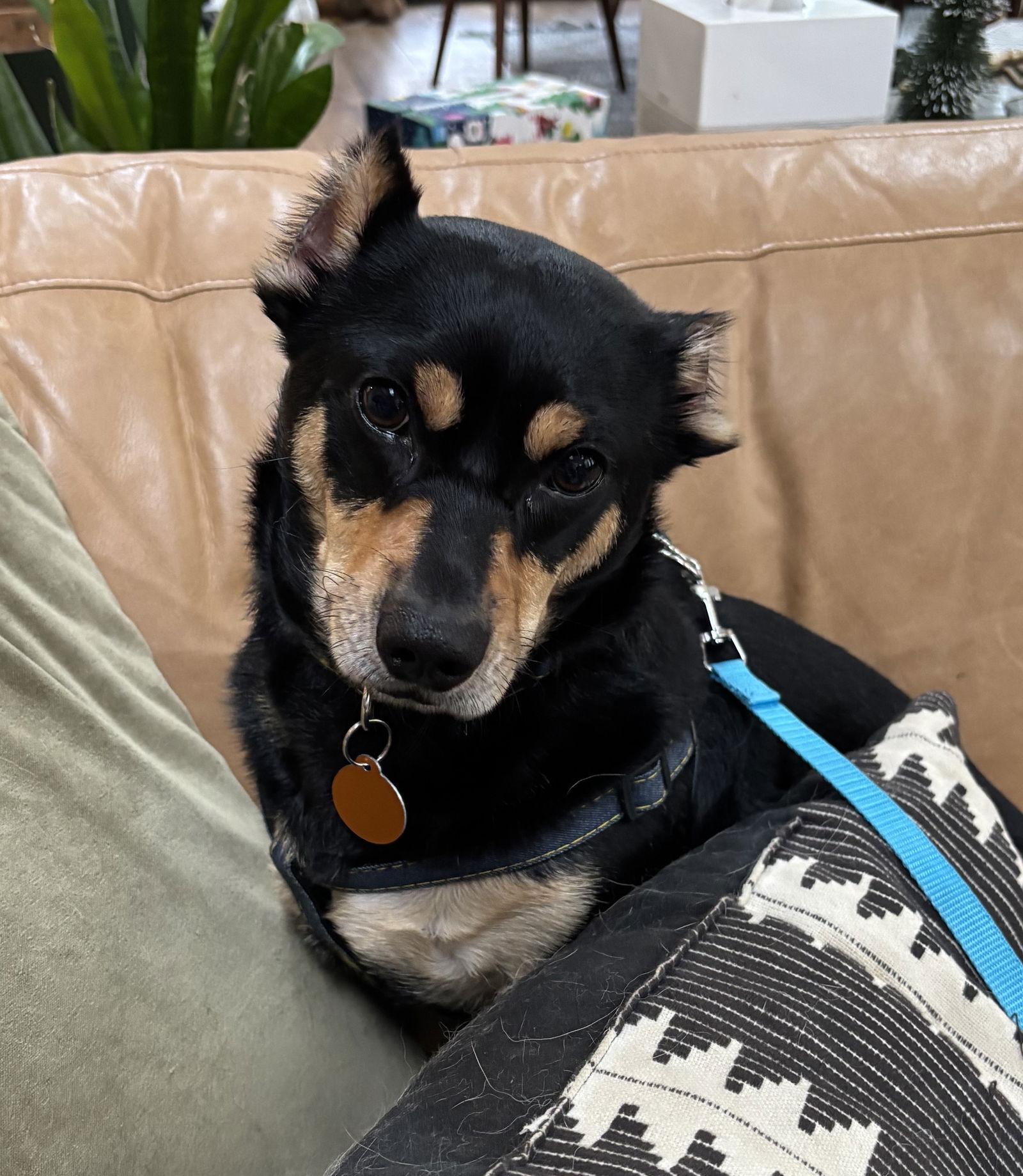 Enlarge Benny, a Adoptable Terrier in Seattle, WA image 2/3