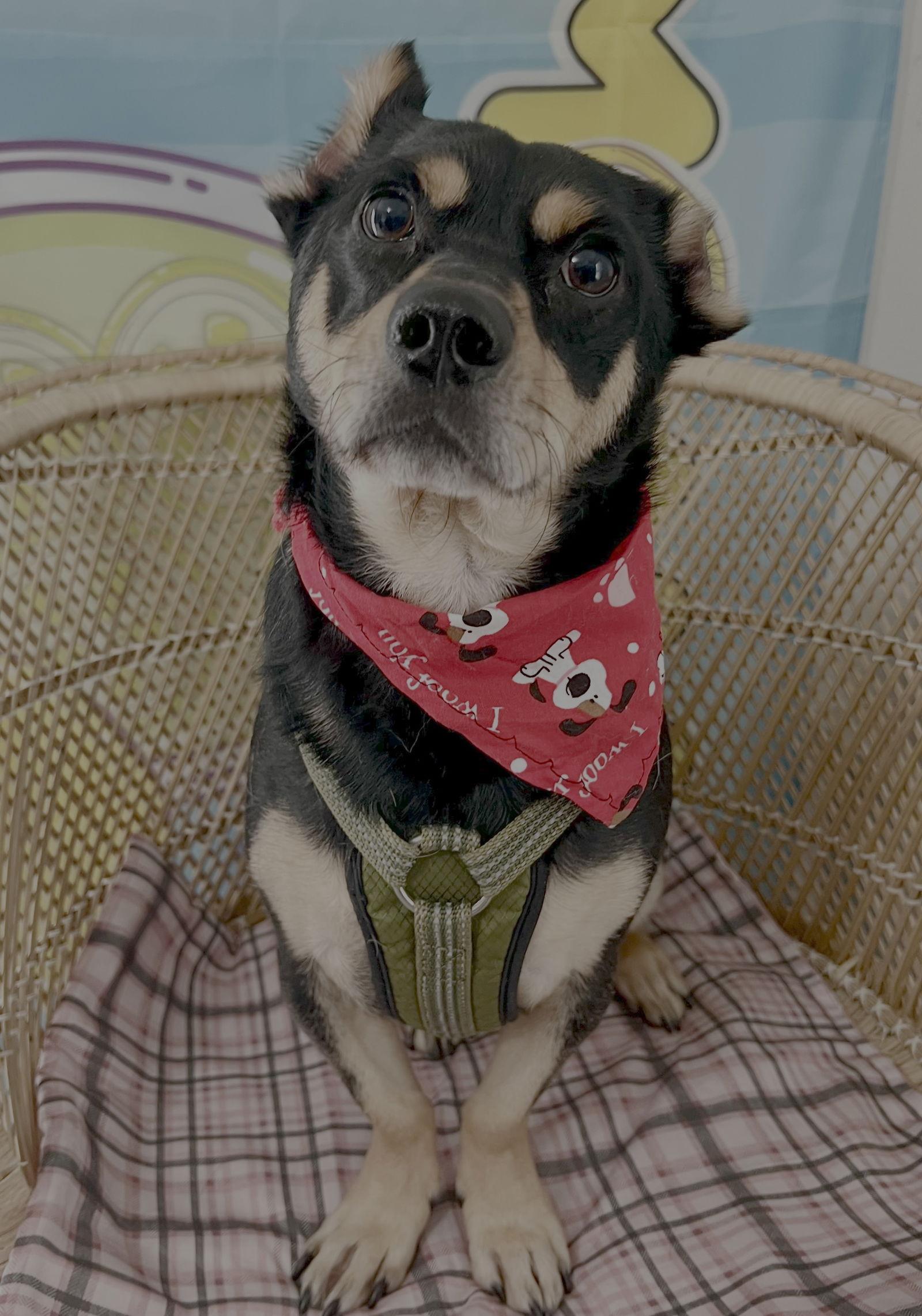 Enlarge Benny, a Adoptable Terrier in Seattle, WA image 3/3