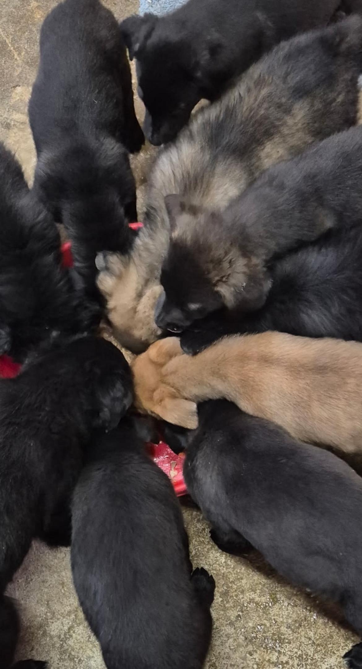 Enlarge Avery, a ADOPTABLE mixed breed in Richmond Hill, ON image 2/4