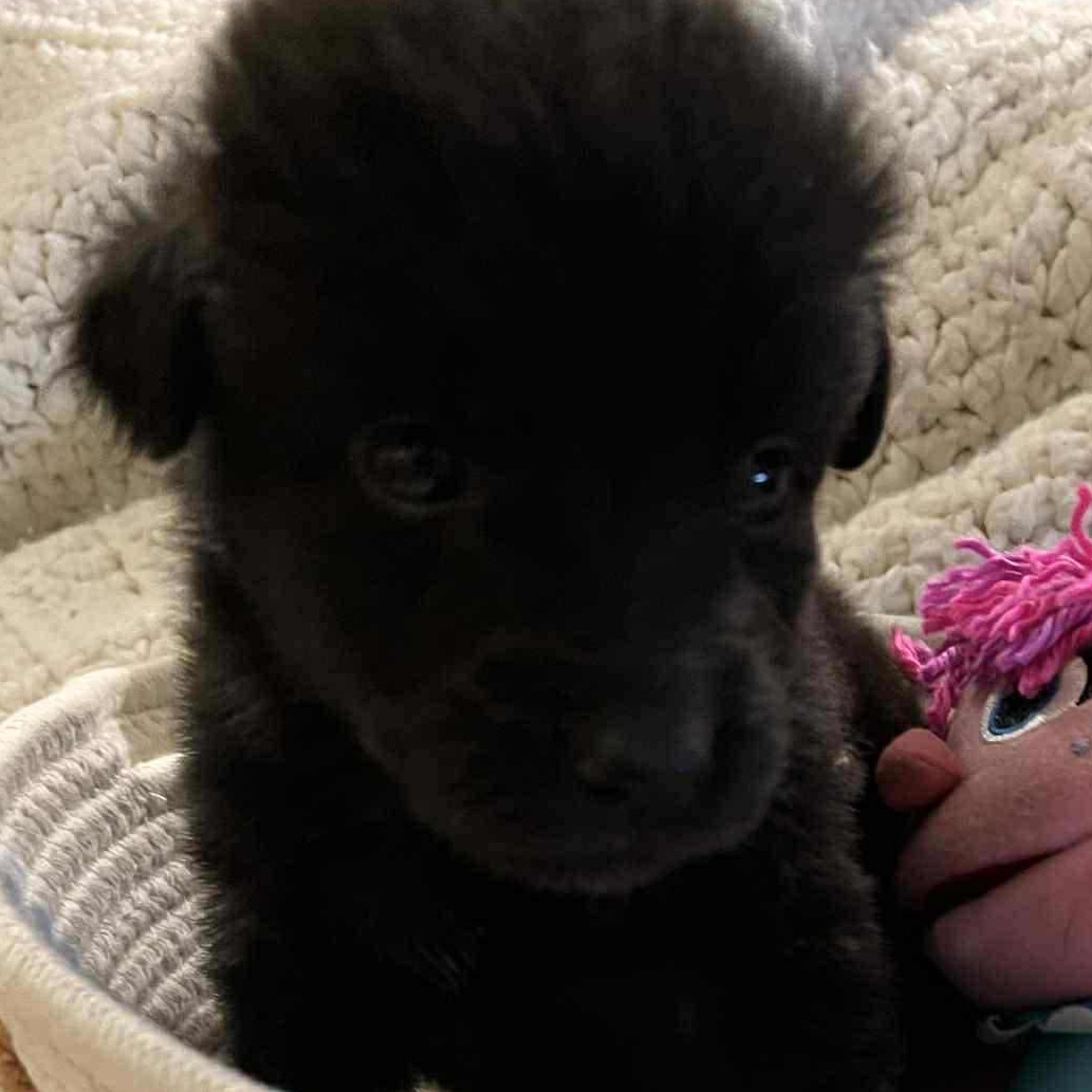 Enlarge Avery, a ADOPTABLE mixed breed in Richmond Hill, ON image 4/4