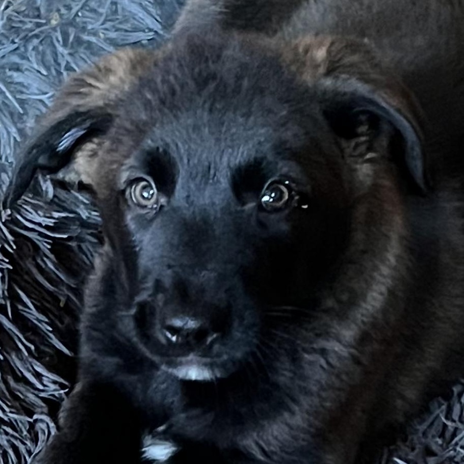 Enlarge Avery, a ADOPTABLE mixed breed in Richmond Hill, ON image 1/4