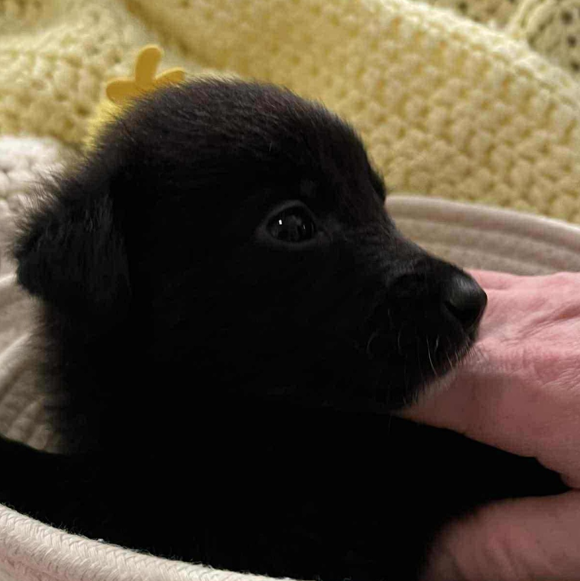 Enlarge Avery, a ADOPTABLE mixed breed in Richmond Hill, ON image 3/4