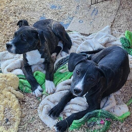 Enlarge THELMA, a Adoptable Mixed Breed in East Flat Rock, NC image 6/6