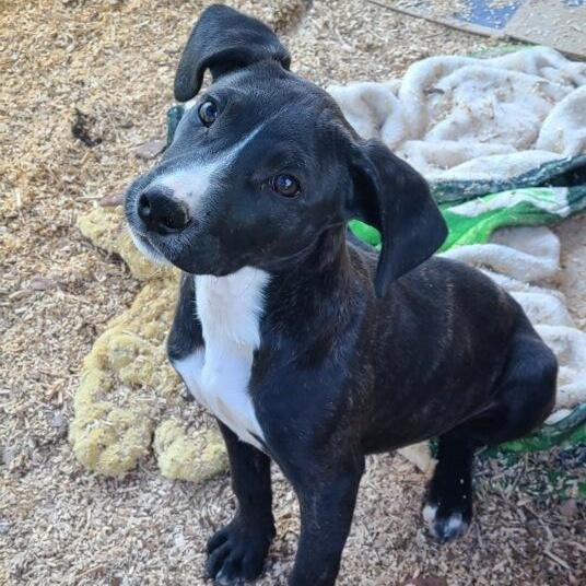 Enlarge THELMA, a Adoptable Mixed Breed in East Flat Rock, NC image 3/6