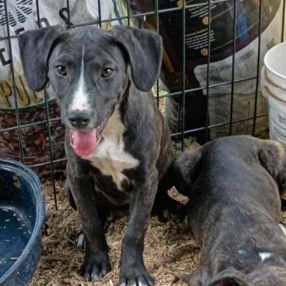 Enlarge THELMA, a Adoptable Mixed Breed in East Flat Rock, NC image 4/6
