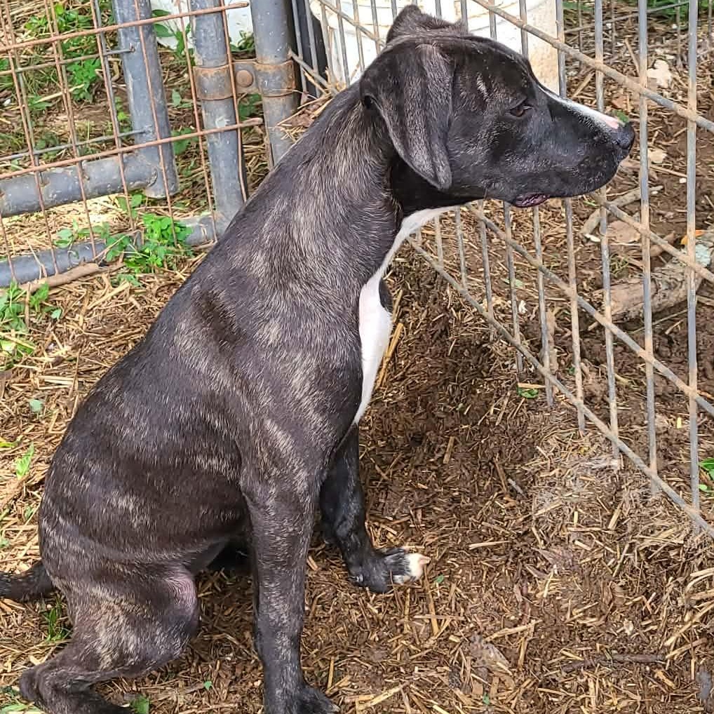 Enlarge THELMA, a Adoptable Mixed Breed in East Flat Rock, NC image 2/6