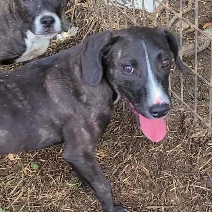 THELMA, Adoptable, Puppy Female Mixed Breed.