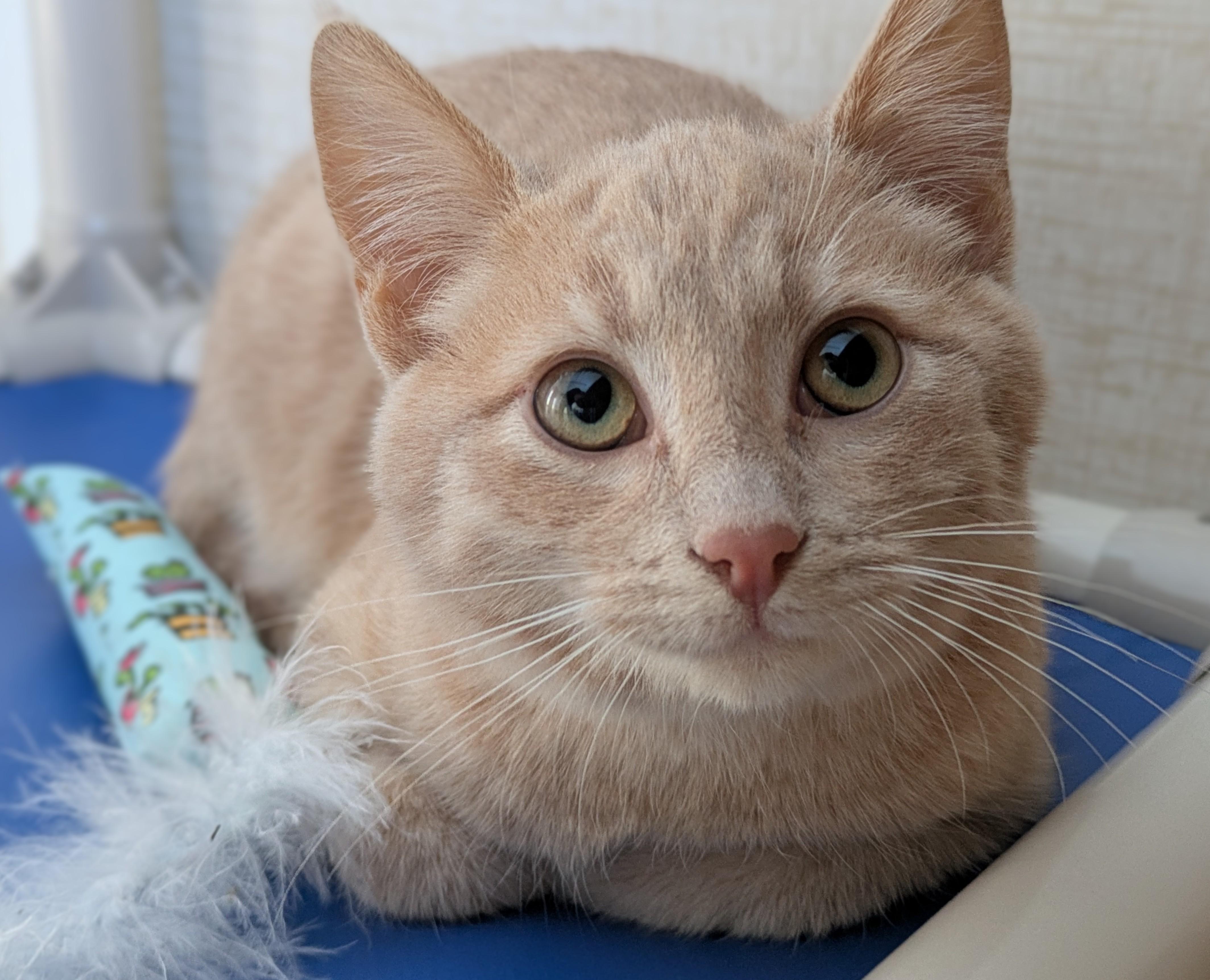 Reno, ADOPTABLE, Young Male Domestic Short Hair.