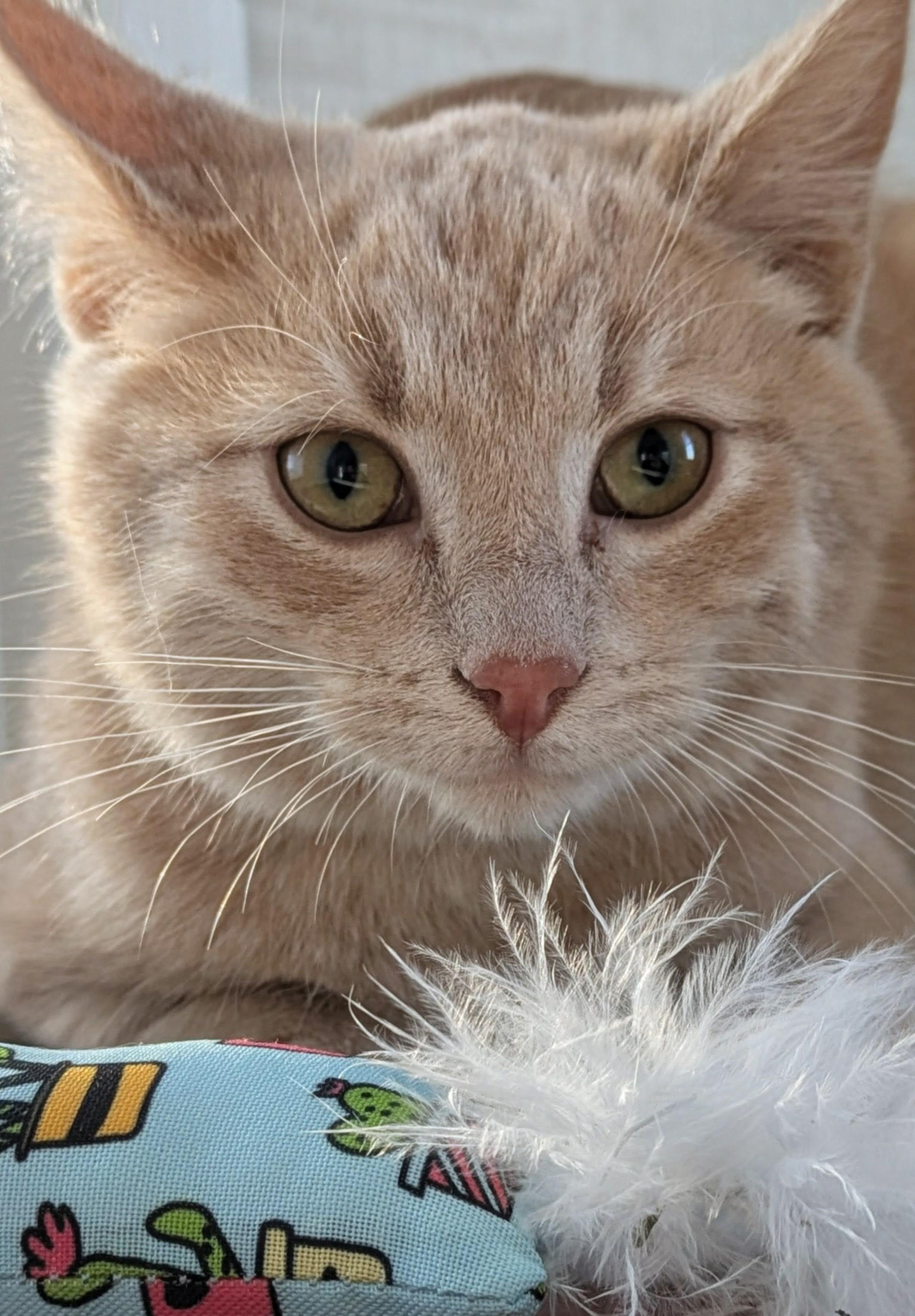 Enlarge Reno, a ADOPTABLE mixed breed in Bonnyville, AB image 4/5