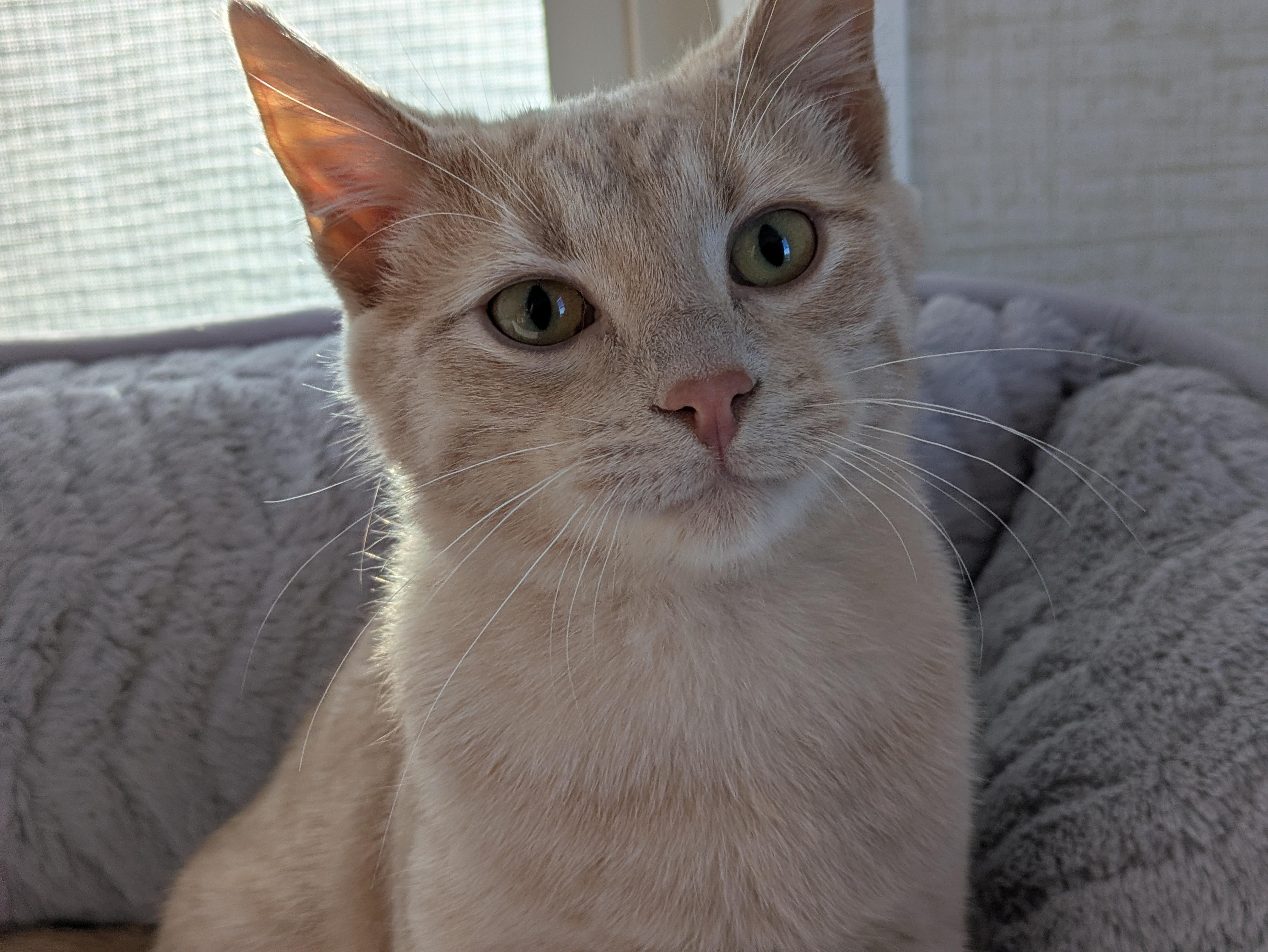 Enlarge Reno, a ADOPTABLE mixed breed in Bonnyville, AB image 2/5