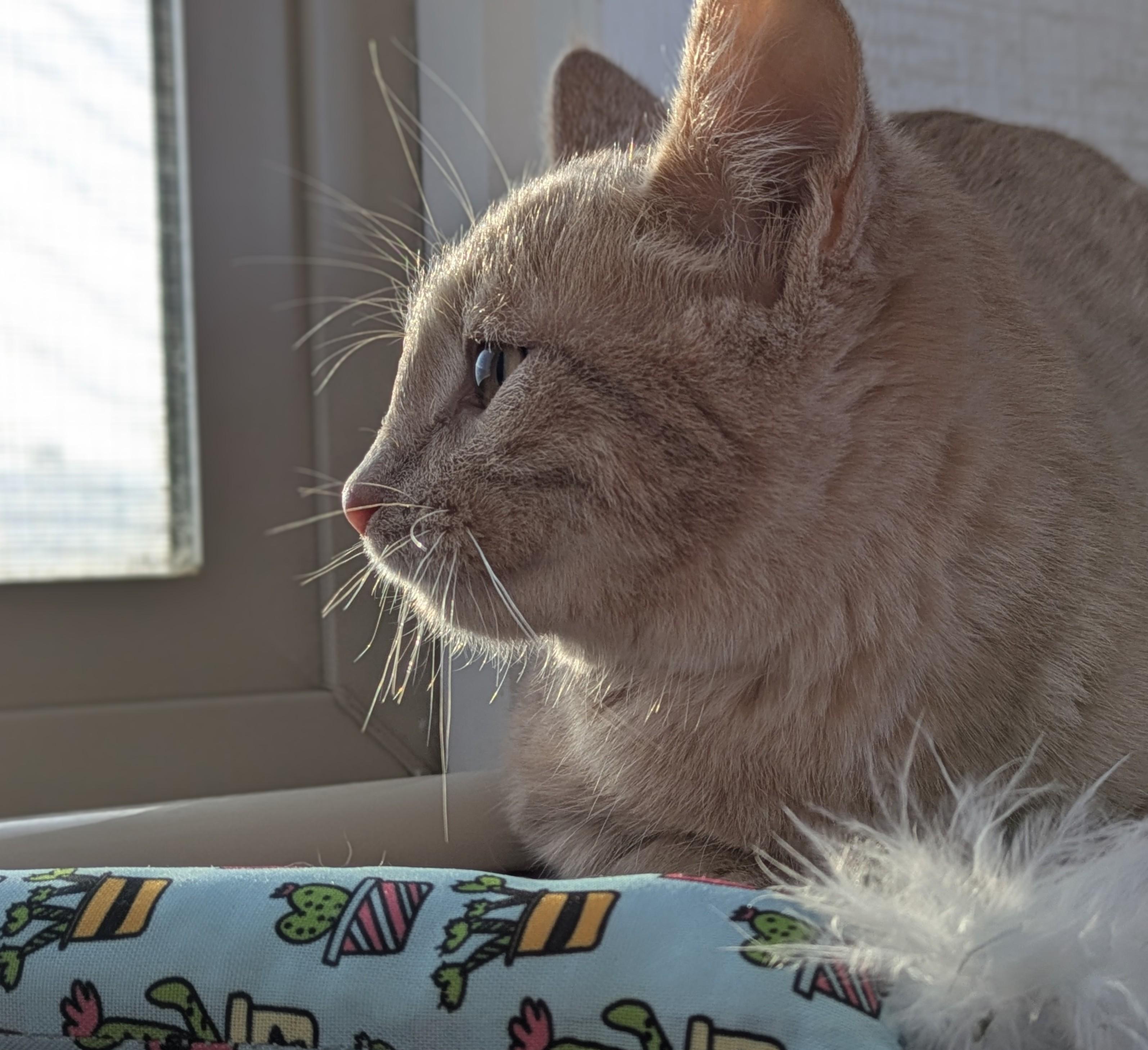 Enlarge Reno, a ADOPTABLE mixed breed in Bonnyville, AB image 5/5