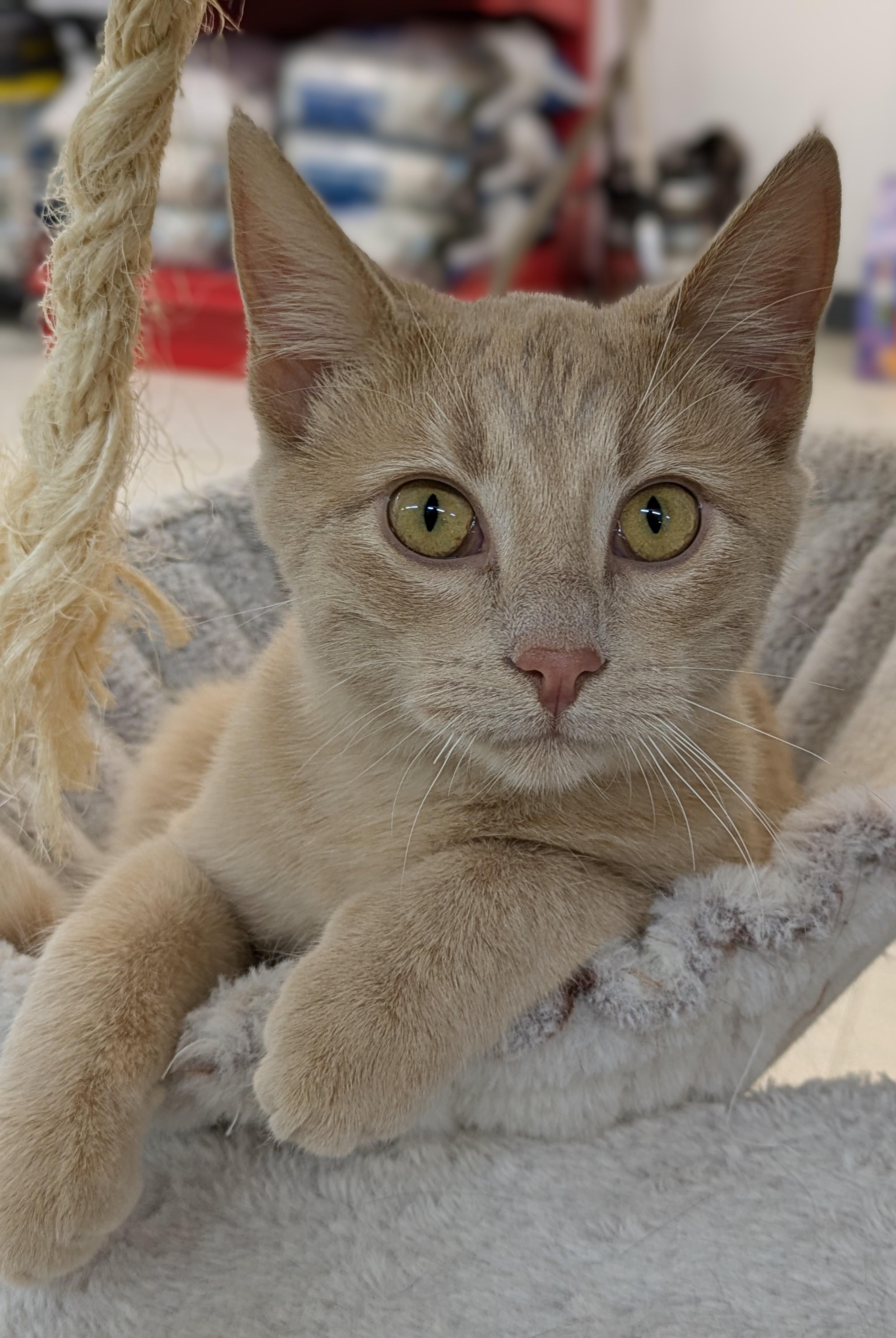 Reno, ADOPTABLE, Young Male Domestic Short Hair.